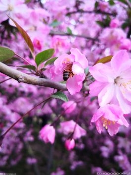 春天即将到来 花粉过敏患者看过来！