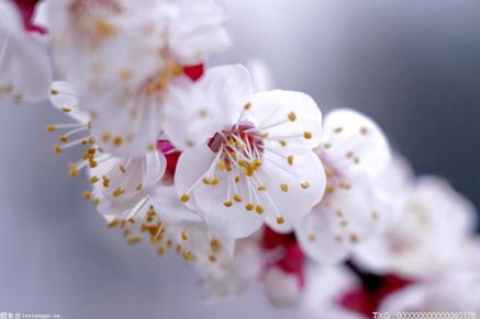 杭州冷空气今天抵达 太子湾的樱花又搞错季节开花了