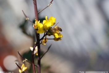 杭州植物园迎来今年园内第一抹桂花香