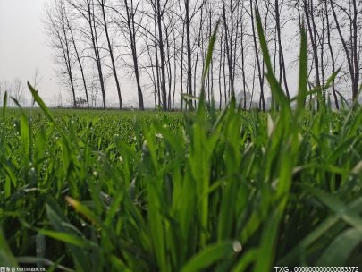 “北大荒模式”量质双升打开土地增值空间 实现农业现代化