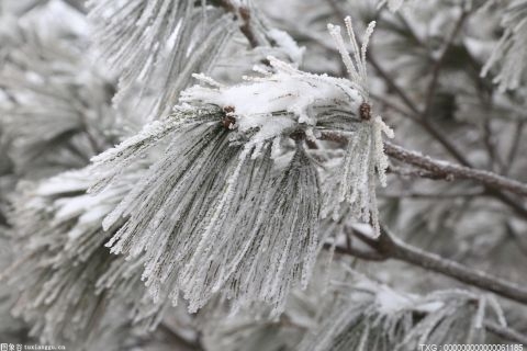 当网络直播遇上“中国雪乡”火速搅热冰雪经济