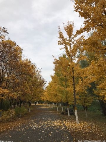 杭州今天最低温降至1℃ 深秋赏景指南来了