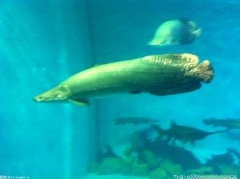 全新小梅沙海洋世界海洋馆砼主体结构封顶仪式在小梅沙举行