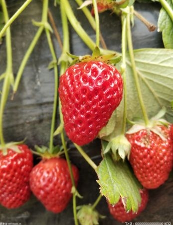 长丰阮巷草莓批发市场每天交易量达30万斤 10天后将达到交易高峰期