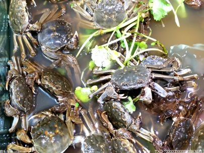 大闸蟹冻了以后能吃吗 大闸蟹冻了以后味道还新鲜吗