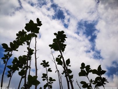 今天白天最高气温17℃ 杭州气温即将创今年下半年新低 