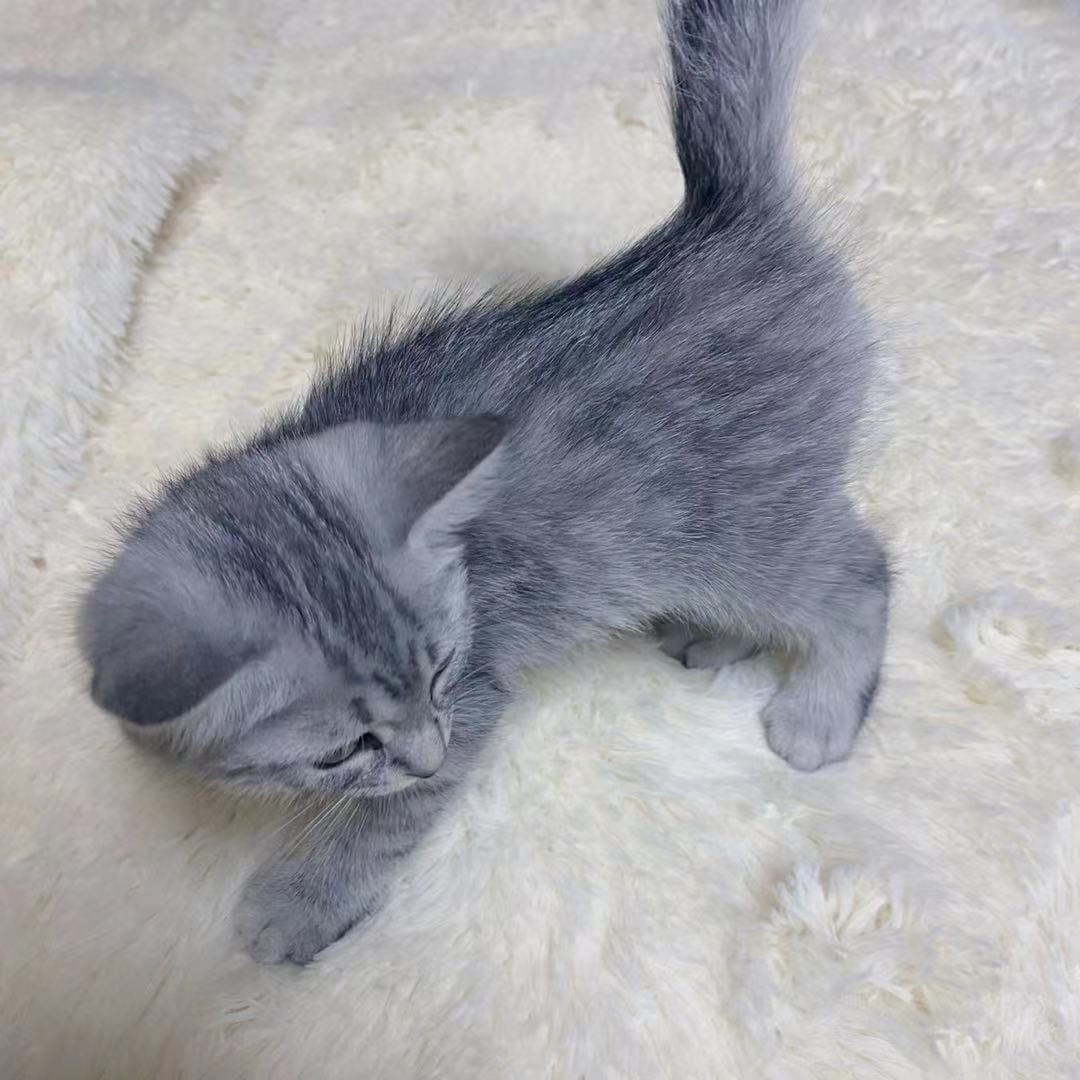 腊肉被猫吃过人还能煮来吃吗 腊肉吃之前怎么处理