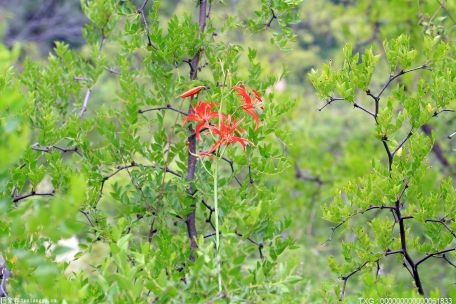 塘朗山又添好去处 “公园城市”增添绿色新福利