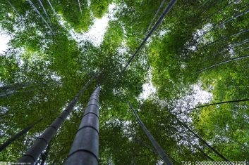 六安市2021年共完成人工造林4.4万亩 营造林总面积居全省第一