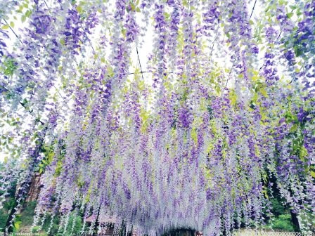 海南多彩活动点亮春节假期 A级旅游景区接待游客38.42万人次