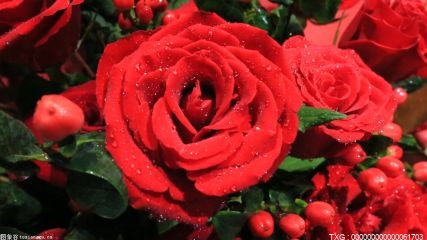 情人节玫瑰价格涨幅明显 进口花材占总体花材两成