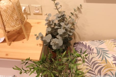 重庆创新种植延长花期 深挖赏花经济产业链