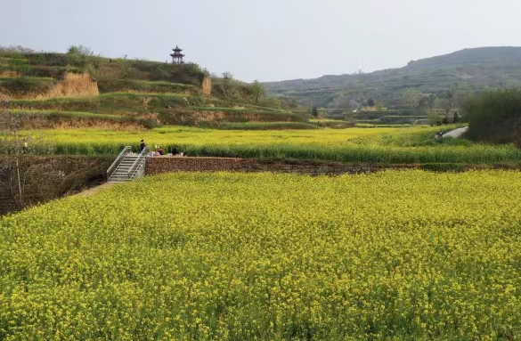 9日至19日，铜陵市将迎来油菜花初花期