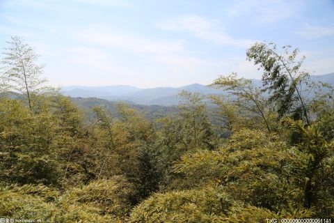 柳州推动古树保护践行生态理念 每一棵古树都珍藏着城市记忆