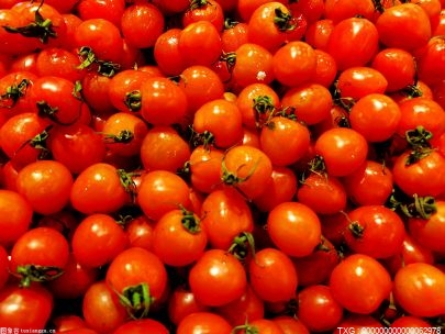 百色市田阳区兴城村现代农业核心示范基地番茄红满枝头