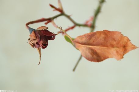 布洛克·莱斯纳vs罗曼·雷恩斯，奥莫斯（Omos）有两个对手