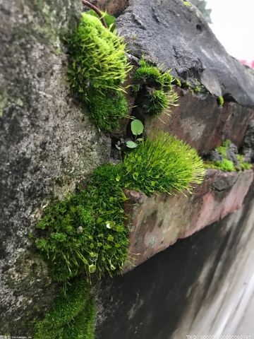 前WWE冠军鲍比莱斯利在严重的肩伤后前途未卜