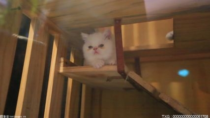 宝兴：雪山之巅的“大萌猫”，在蜂桶寨保护区“打卡露脸”！