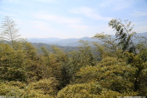 深圳：全面推行林长制打造人与自然和谐共生的美丽中国