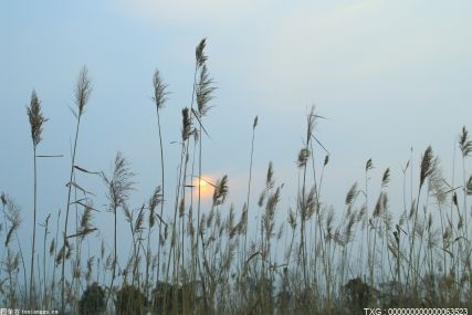 山东5个国家重点林木良种基地被评为优秀基地