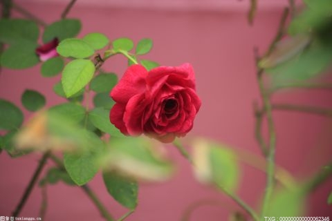 前世界冠军布利斯和音乐家卡布雷拉在加州举行婚礼：我喜欢未知