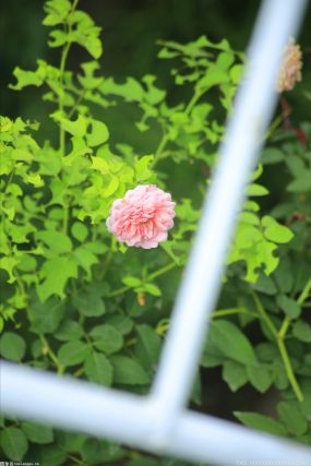 “赏花经济”切莫千村一面，乡村旅游要做足文章