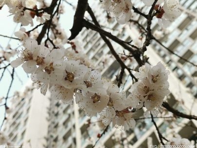 陕西高塘：温室大棚樱桃花悄然盛开