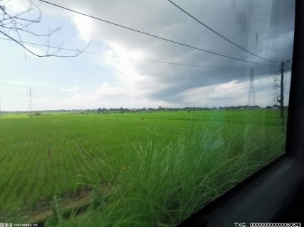 康振生院士：坚决防控好小麦条锈病，确保丰收