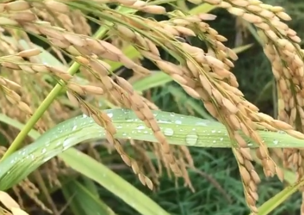 淮北小麦进入孕穗期，多措并举夺取夏粮丰收