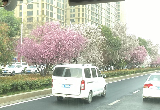 【迎亚运】杭州“最长樱花景观大道”5月底全面建成