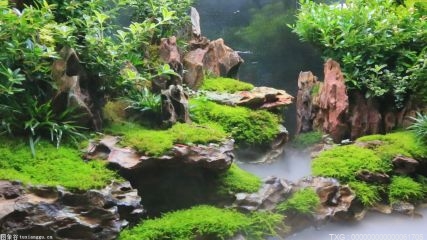 馬斯克大膽發聲：蘋果抽成就像對互聯網征收30%的稅