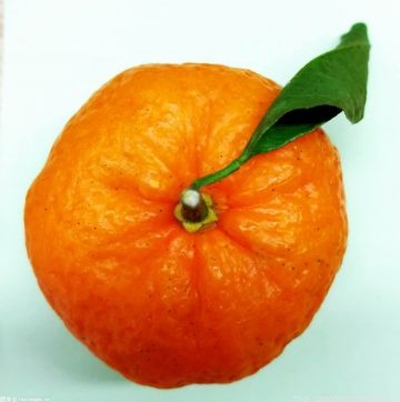 为柑橘树找个“主人” 华宁推出体验式认养销售新模式