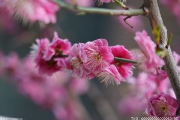 禄劝杜鹃花海乡村旅游节：260余套精选民族服饰亮相