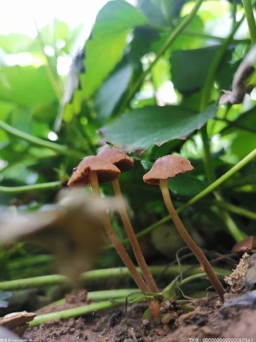 世界上最毒的蘑菇是如何炼成的？根源是基因水平转移！