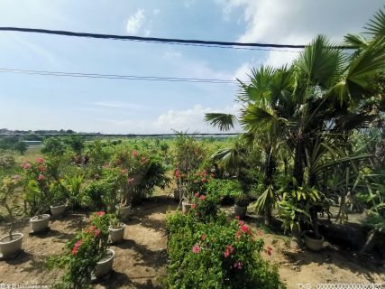 云南澄江市推进烤烟移栽进度 为烤烟种植效益奠定基础