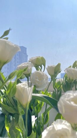 布雷特哈特再次对高柏进行挖苦 并责怪其结束了自己的职业生涯