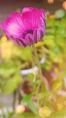 福鼎：以花为媒“赏花经济”催生乡村旅游新业态