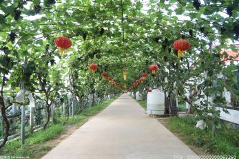 中非青年跨境电商大会在石狮召开 助推福建与非洲经贸往来繁荣