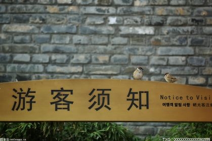 震庄迎宾馆有一只孔雀出逃 引起不少昆明市民围观
