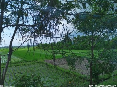 青枣套种玉米每亩增加1000多元收入 漳浦水田还能种三季