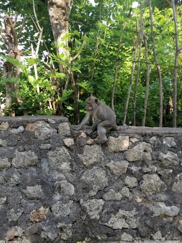 欧应华：巡山途中偶遇“猴娃” 芦苇河峡谷生态好转