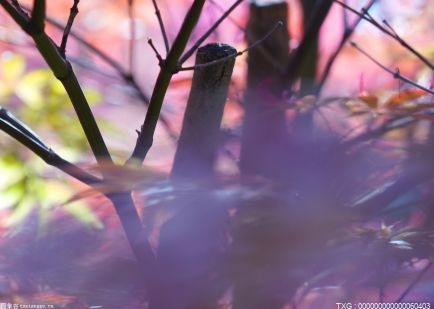丽芙·摩根对WWE分享的雷亚雷普利殴打照片！不太高兴