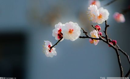 科技赋能！呈贡斗南花卉小镇智慧化建设项目顺利通过验收