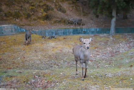 新平：施药防治云南松切梢小蠹松褐天牛 面积达9400亩