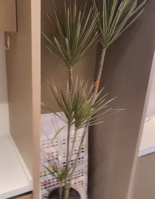 外媒：罗曼雷恩斯(RomanReigns)将与环球冠军融合