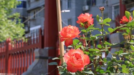 科技赋能！“一部手机游云南”斗南花卉小镇“智慧化”升级
