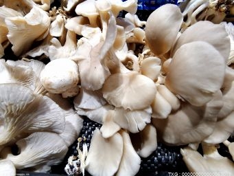 世界第9个蓝色小菇属物种诞生 是闽宁协作结出的又一硕果