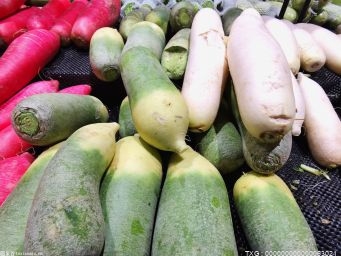 福州鹅鼻萝卜获批地理标志商标 获得“绿色食品”标志的萝卜