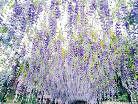 6月池州市接待游客600多萬人次 旅游市場加速回暖