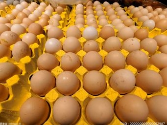 鸡蛋活珠子先吃大头还是小头？活珠子的营养价值和危害？